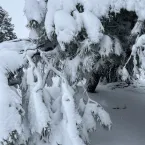 Colorado snowstorm hangs heavy on ponderosa pine branches